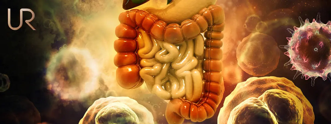 Can Your Gut Affect Weight Loss? The Science Behind Gut Health and Metabolism