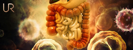 Can Your Gut Affect Weight Loss? The Science Behind Gut Health and Metabolism