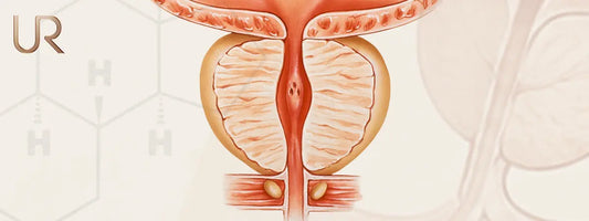 What Does the Prostate Do? | Prostate Function Explained