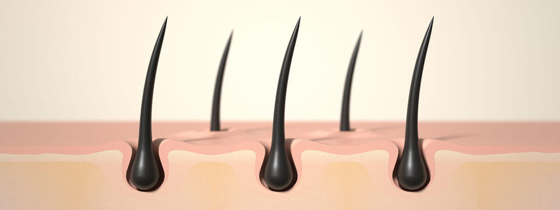 Illustration of hair strands emerging from the skin.