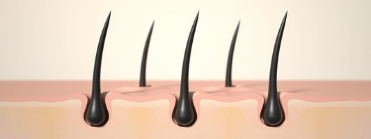 Illustration of hair strands emerging from the skin.