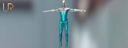 Human body water distribution across muscle, organs and adipose tissue.