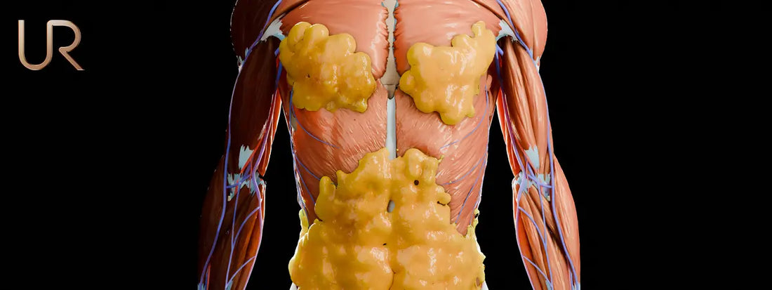 Illustration showing visceral fat surrounding internal organs within the abdominal cavity.