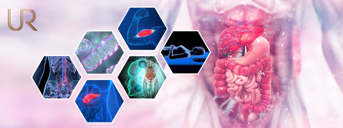 Internal biological/metabolic system