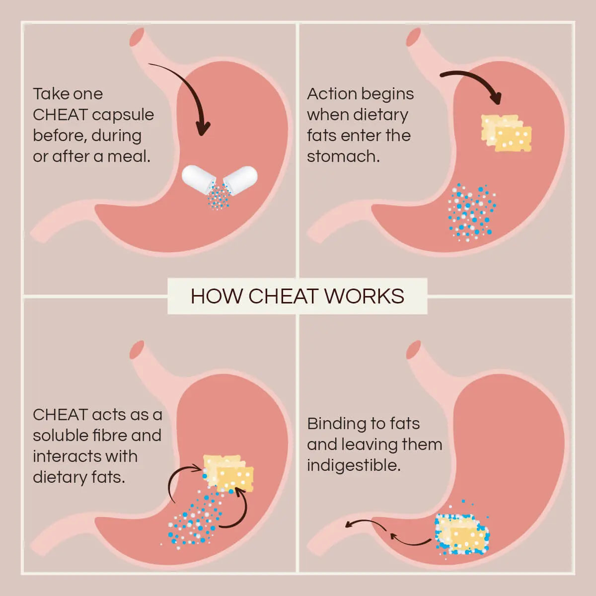 A four-panel infographic explaining how a CHEAT capsule works, showing a stomach illustration with text about taking one capsule before or after a meal, action beginning when dietary fats enter the stomach, CHEAT acting as a soluble fibre, and binding to fats leaving them indigestible.