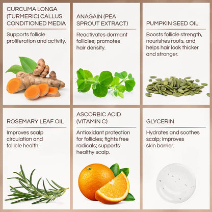 A six-panel ingredient infographic for a hair care product, featuring Curcuma Longa, Anagain (Pea Sprout Extract), Pumpkin Seed Oil, Rosemary Leaf Oil, Ascorbic Acid (Vitamin C), and Glycerin, each with a photo of the ingredient and descriptive text on a white background with tan borders.